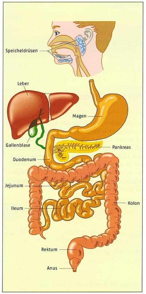Verdauungsorgane